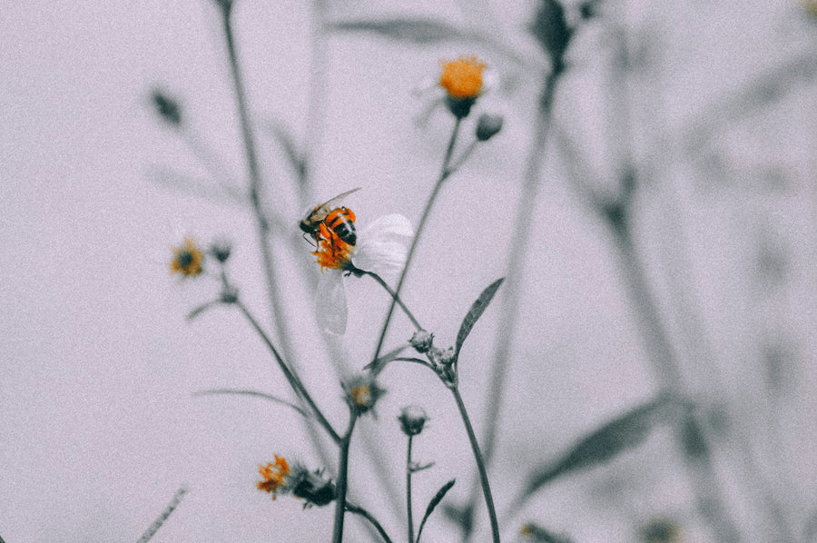 A close-up of a bee perched on a small white and yellow wildflower, surrounded by blurred green stems and flowers in the background, evokes the beauty of nature’s natural sweetener. The soft, muted atmosphere highlights the delicate scene.